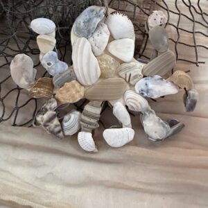 Shell Ornament ~ Octopus